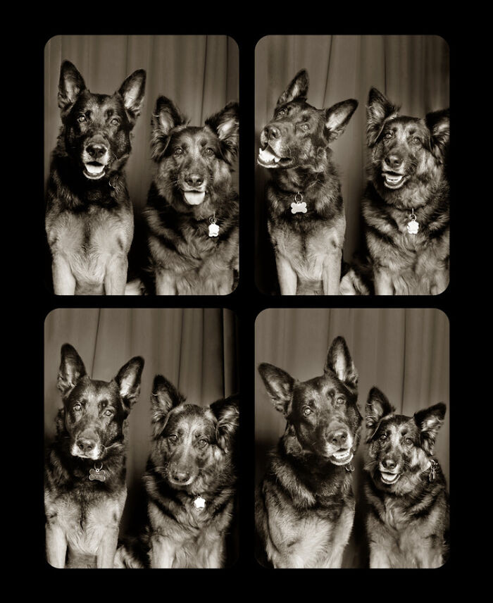 9. Black & White Shepherds