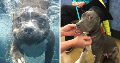 Photos That Will Make Your Heart Soar With Love for Pit Bulls