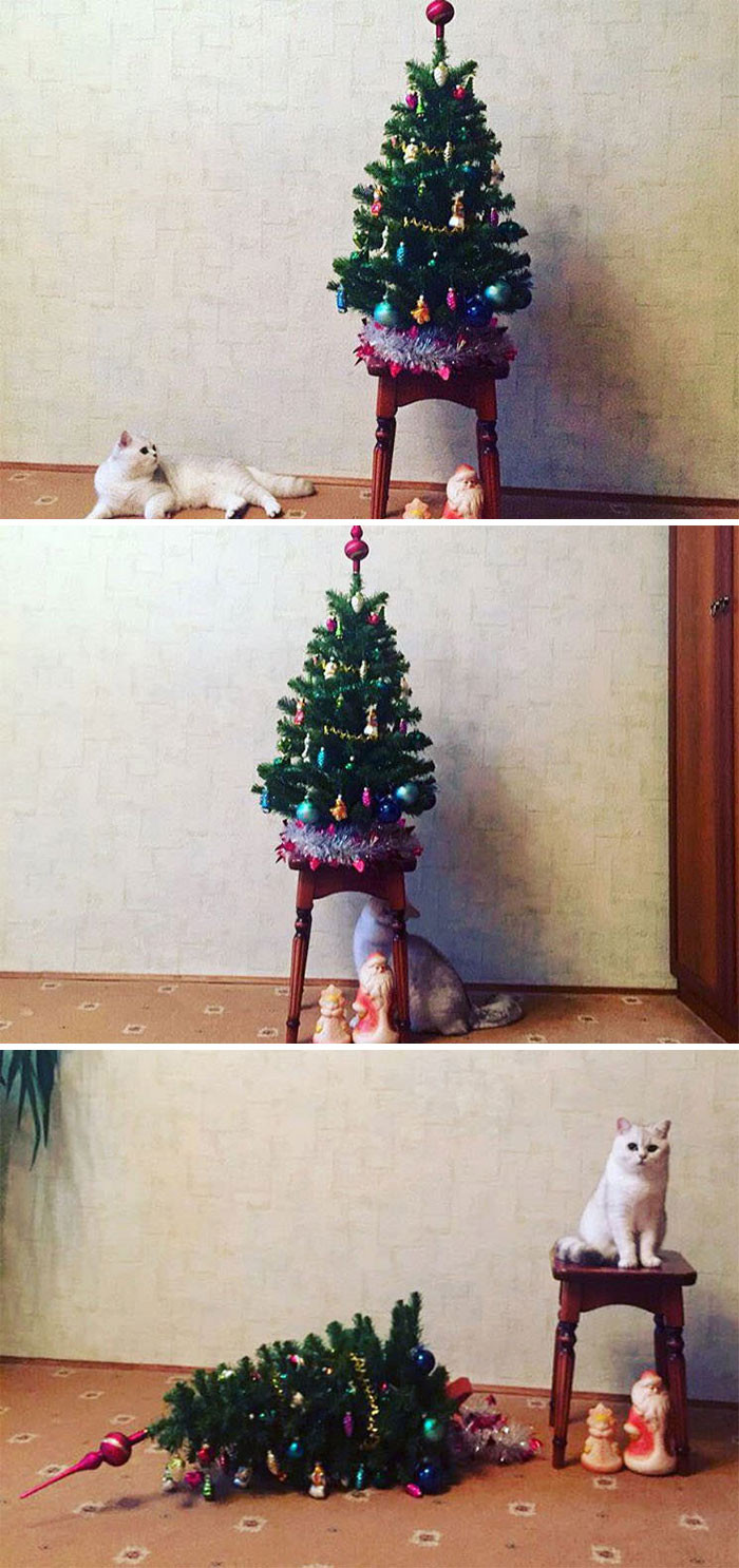 Sometimes there is no easy answer to trees when it comes to cats.