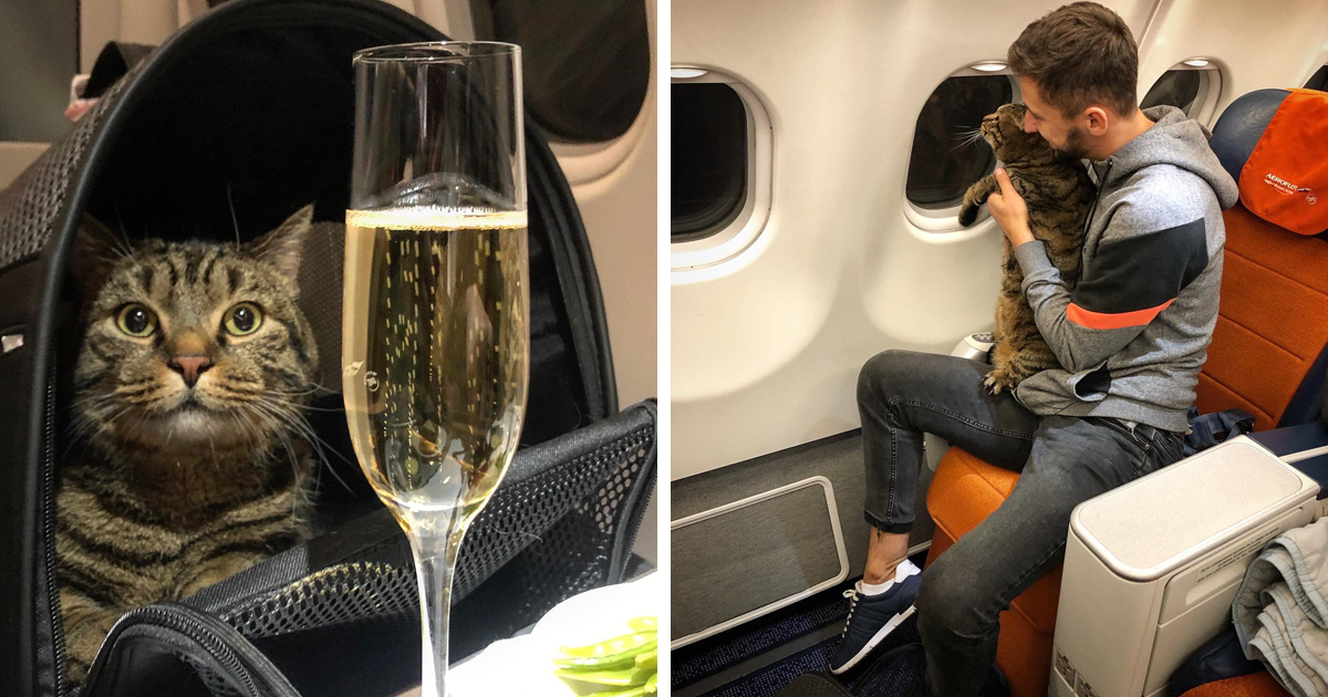 Man Sneaks His Overweight Cat On Board Airplane & Gets Punished By The