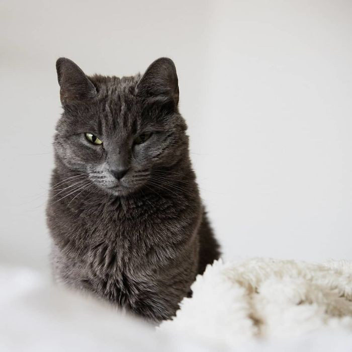 Internet reaction screenshot showing humorous comments about hiring a professional cat sitter