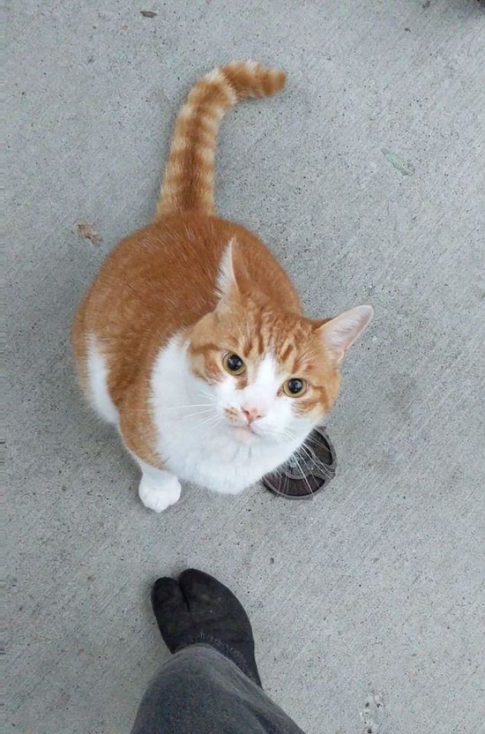 "Holy Mackerel!!! I Met This Thicc, Loud, Very Friendly Boy Who Would Not Let Me Leave!!!! Please Find Attached: Video Of This Big Old Creamsicle Slapping Me With His Paw When I Tried To Walk Away"