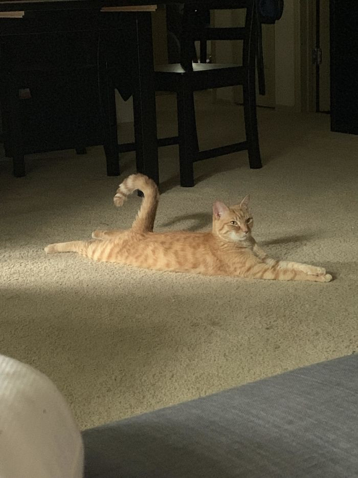17. "Sunset Sploot With Bonus Crossed Paws And Fancy Tail"