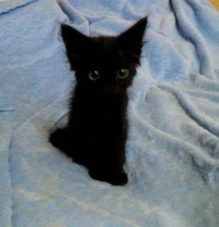 9. A little black kitty