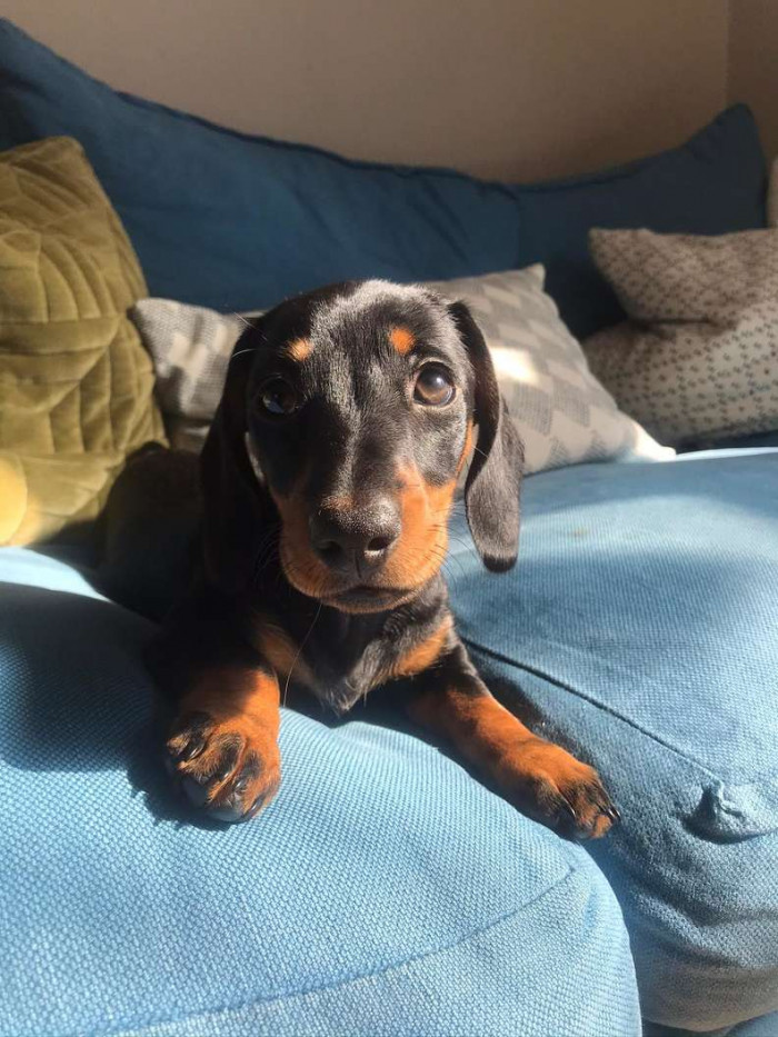 Meet Little Nellie.