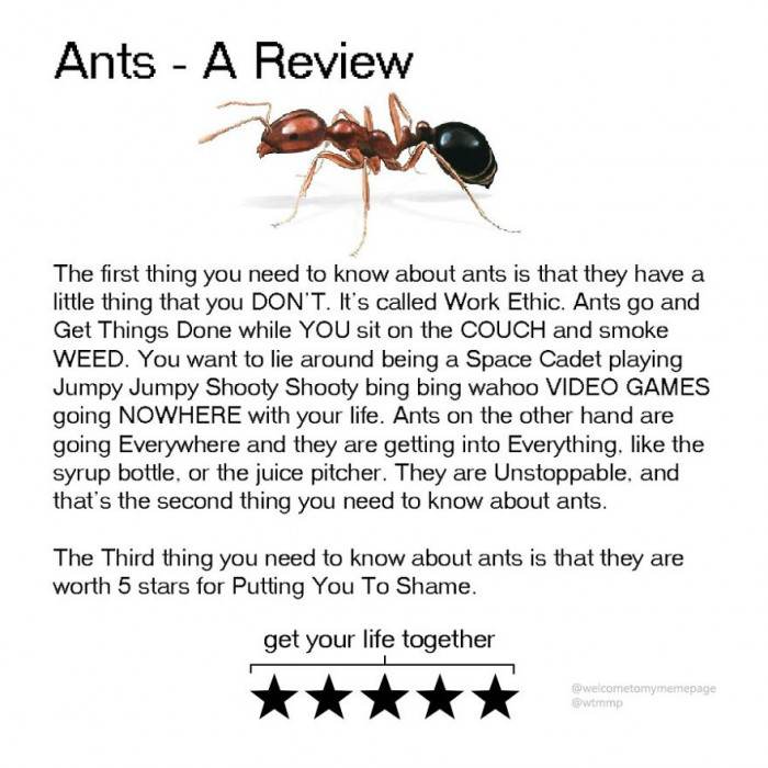 Ants - They have work ethic, and you don't