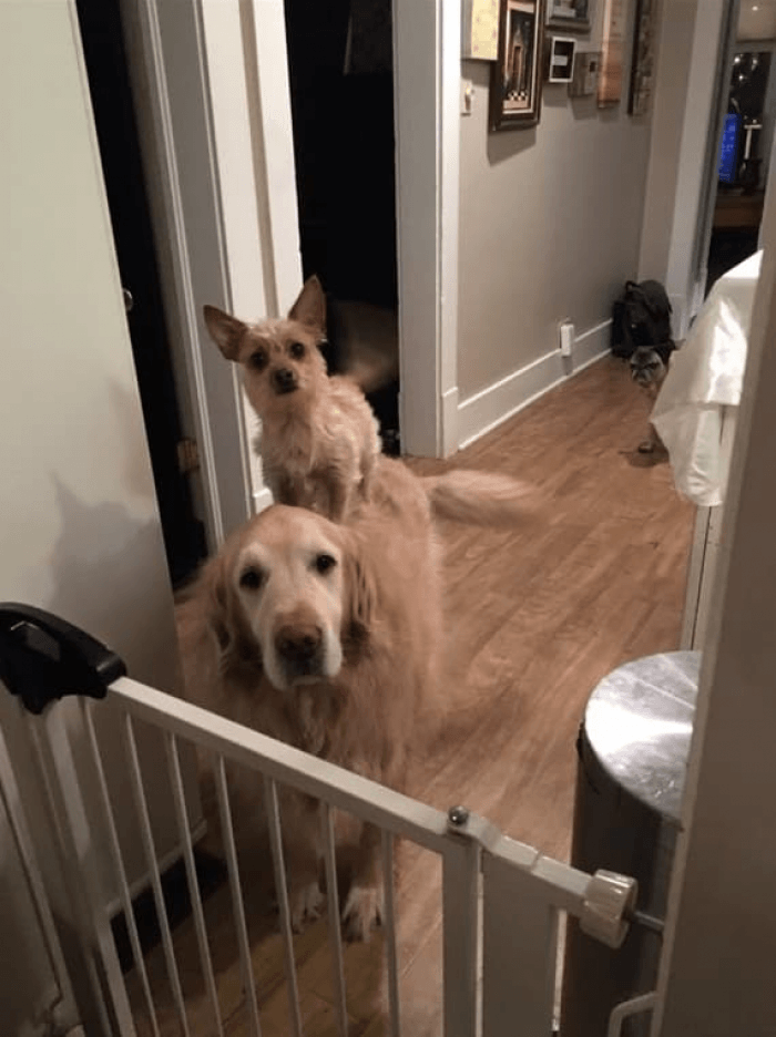 Close-up of the small dog’s face, attentive ears, curious expression