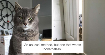 Cat Found The Best Possible Way To Open Doors And We're Living For It