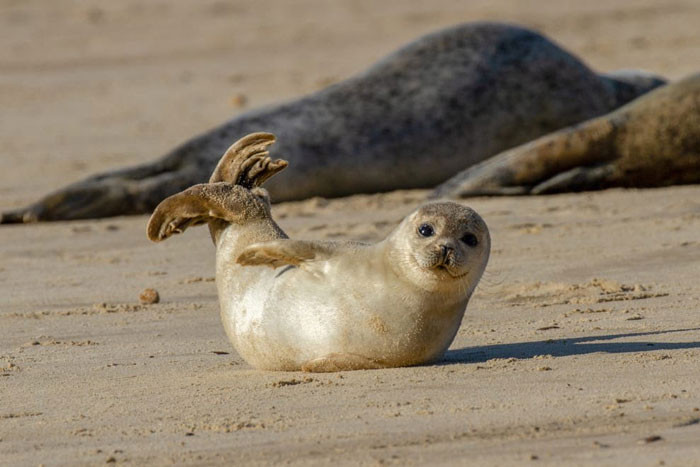 2. Seals perform this cute banana pose when they feel safe and content