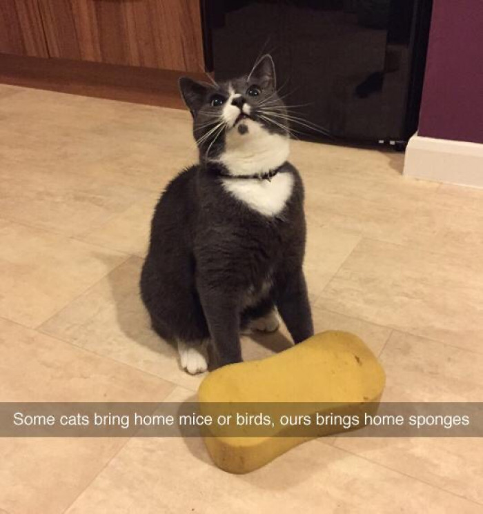 31 Funny Memes That All Cat Owners and Lovers Can Relate To