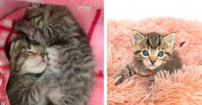 Trucker Discovers Two Very Small Stowaway Kittens After Driving Across The Country