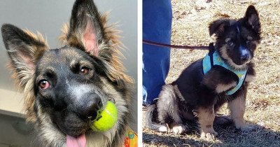 Tragedy Left Doggo Maimed for Life, But He Never Let It Stop Him, and He Was Rewarded with FURever Unconditional Love
