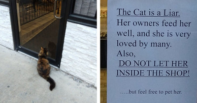 Cat Likes To Sit Outside Cafe So People Let Her In For Snacks