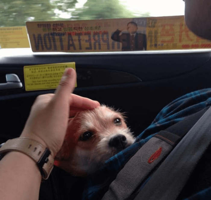 Cozy dog resting in his human’s arms, content and calm