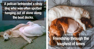 Wholesome Dogs That Prove Just How Essential Dogs Are In Our Lives