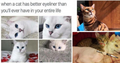 10+ Hilarious Cat Posts That Will Make You Remember How Much You Love Cats