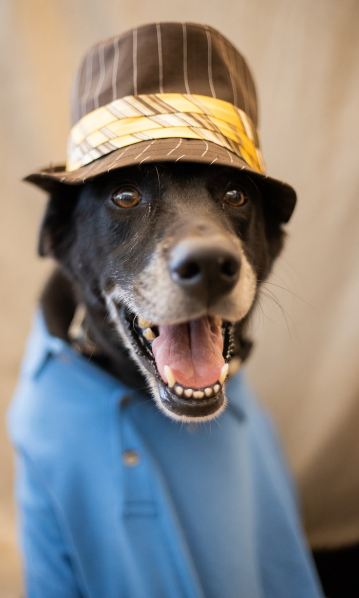 Two senior shelter dogs dressed up, one gentlemanly, one artsy pose