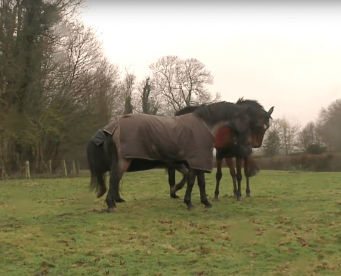 These best friends were reunited after four years apart.