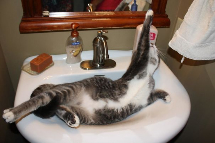 9. "The sink is the best place to beeeee!"
