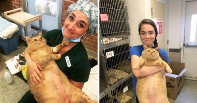 Huge 35-Pound Cat Finds a New Home and a New Diet