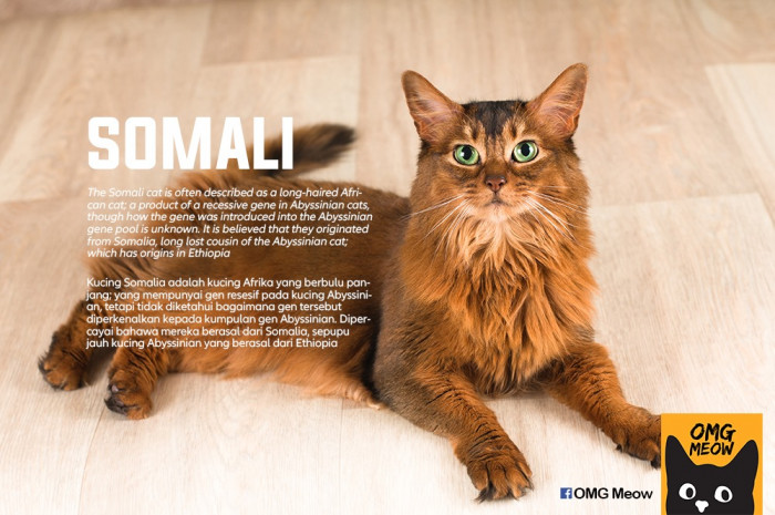 American Curl and Lykoi cats together, showing curled ears and wolf-like coat