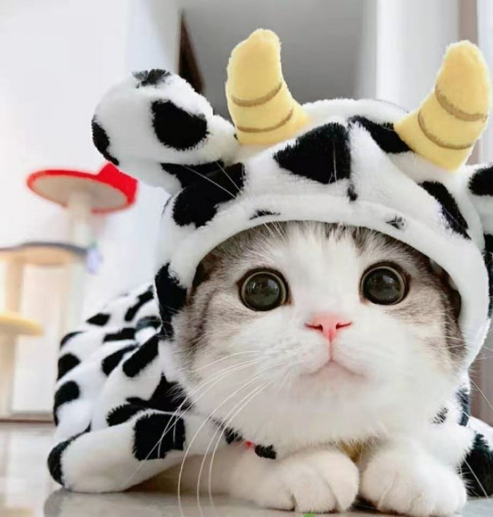 10. A little cow that meows.