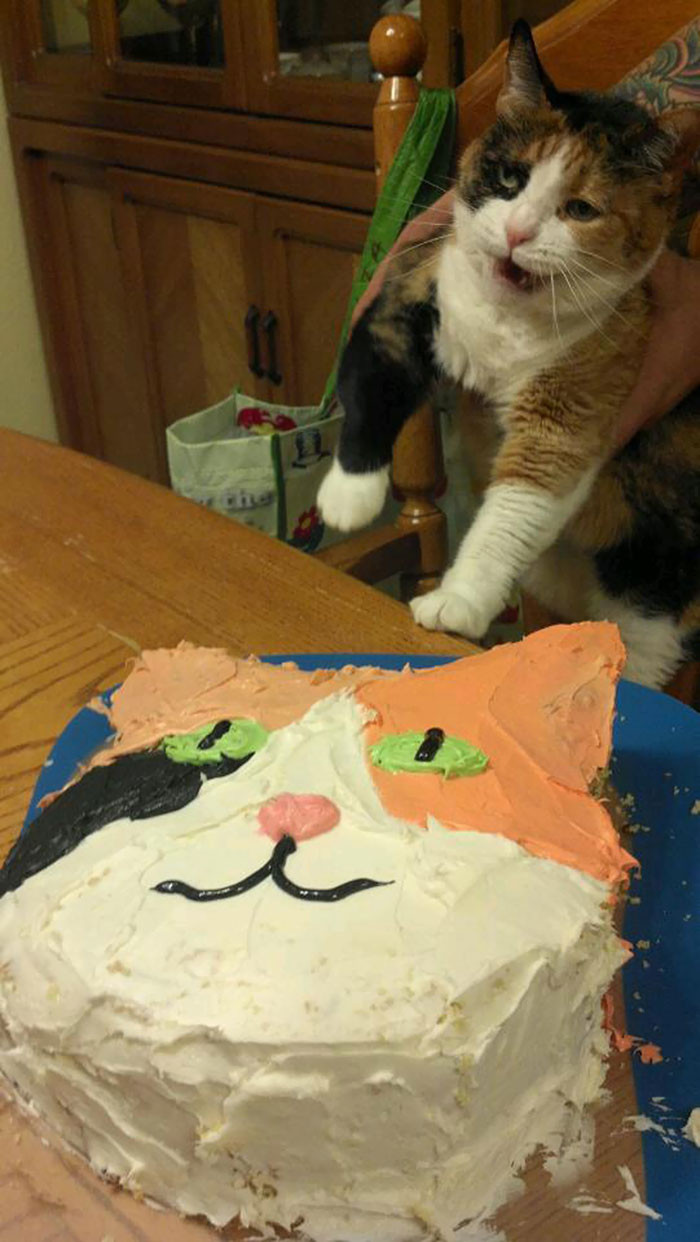 10. “My friend made her cat, Bugg, a birthday cake shaped like her face for her 11th birthday.”