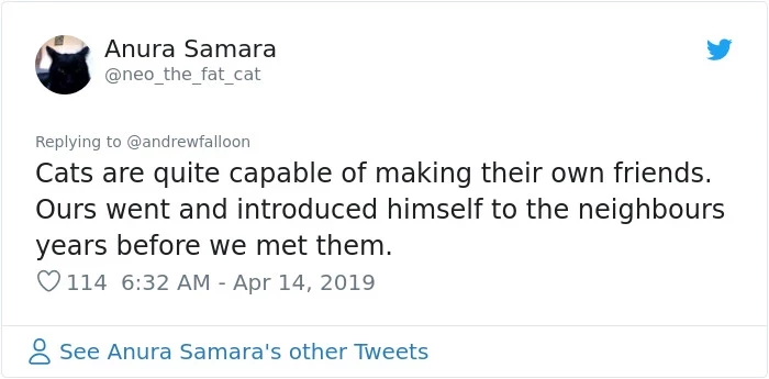 Typical Cat Tomfoolery