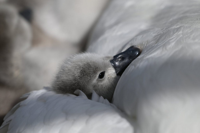 The swan's eggs have finally hatched!