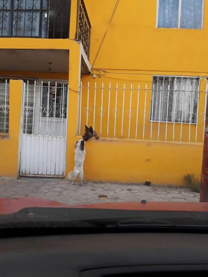 Small white dog struggles climbing between bars as German shepherd watches.