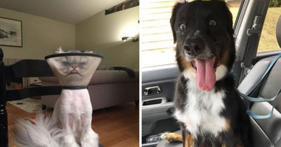 These Pets Have The Funniest Expressions When They Came Back From The Vet