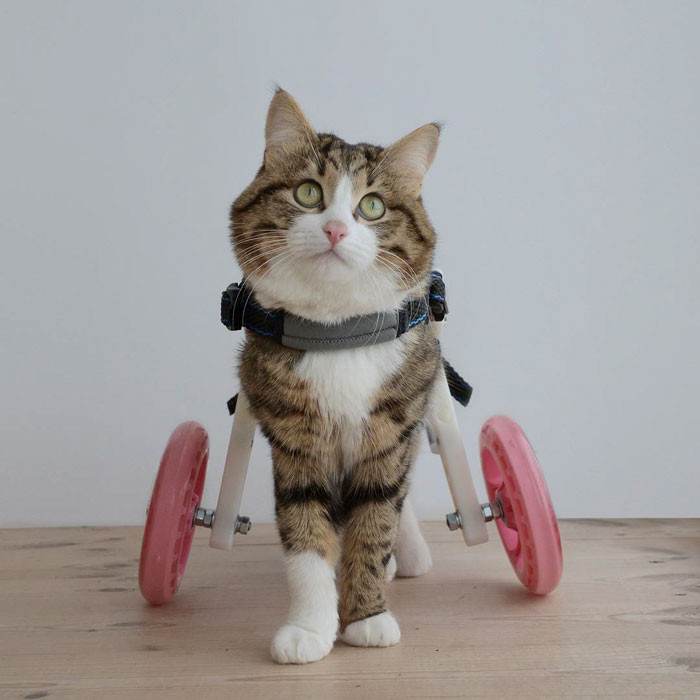 Beautiful Rexie with his fancy wheels