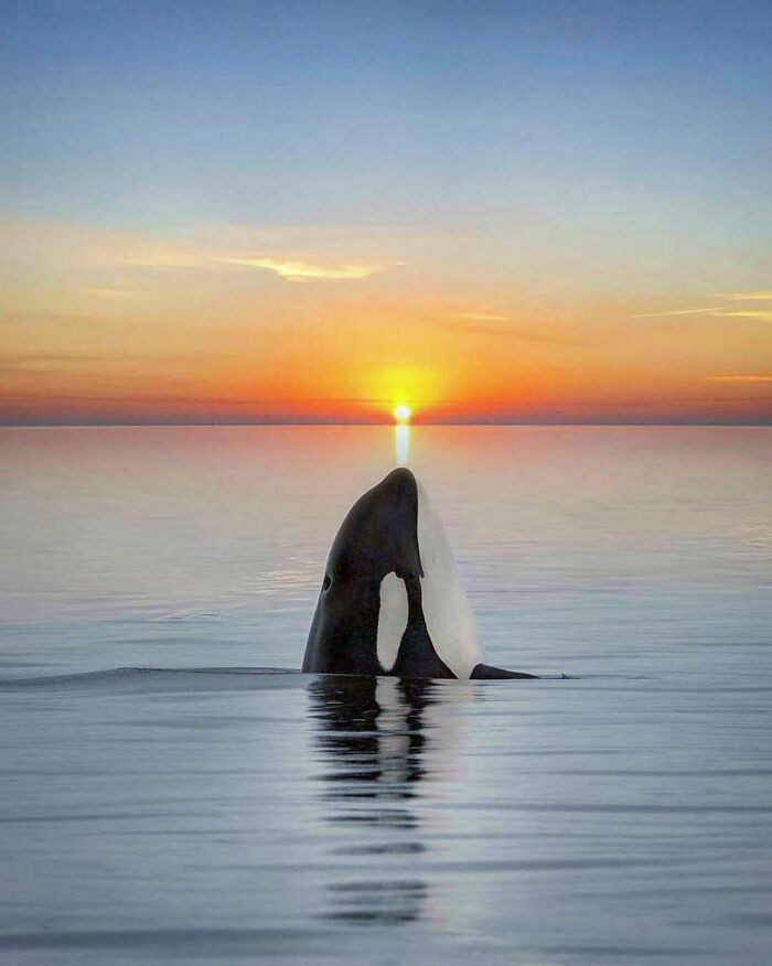 47. Orca whale captured at the perfect moment