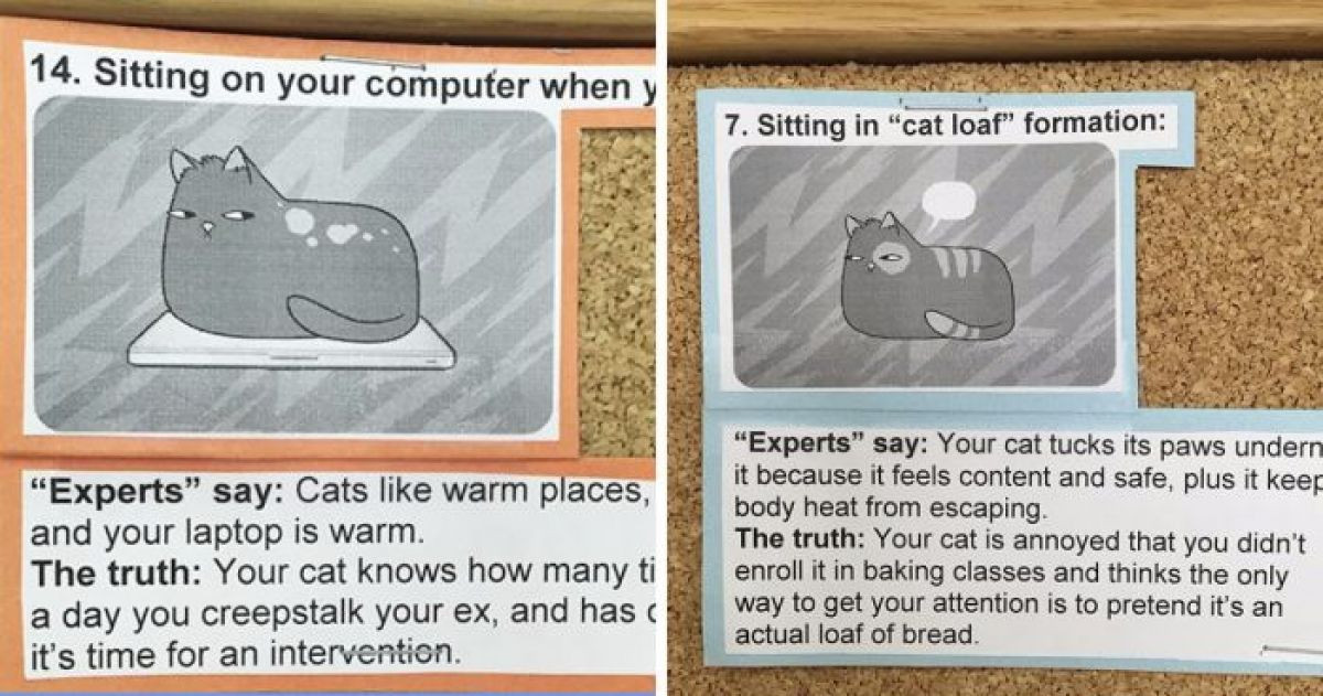 Vet Shows Customers The Hilarious Truth Of Cat Behavior Through Signs In His Office