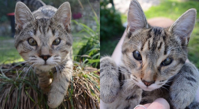 In recent years, the RSPCA has had over 20,000 animals come through their doors annually in search of a forever home.