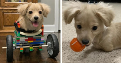 Disabled Puppy Gets Second Chance At Life With A Lego Wheelchair Made By A 12-Year-Old Boy