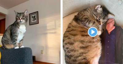 Hysterical Cat Falls Madly In Love With A Cardboard Cutout Of Danny DeVito