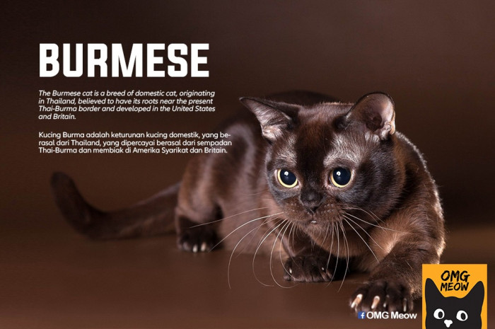 49. Burmese