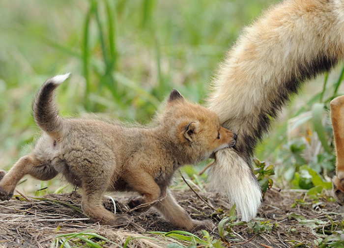 29. Baby fox playfully bititng it's father's tail