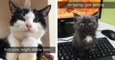 Absolutely Absurdly Adorable Cats To Kick Off The New Year