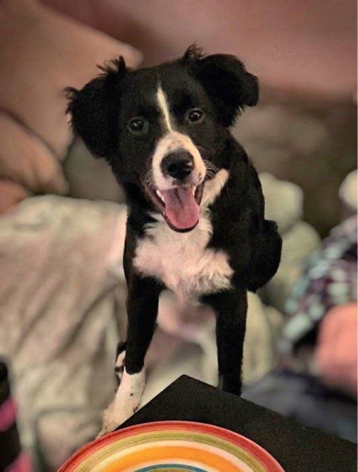 10. "Puppy look stage" ends very quickly: