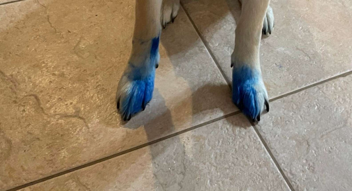 Dogs with unusual blue fur appear in a living room, family watching