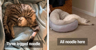 Silly Cats Contort And Twist Their Noodle Bones Into The Funniest Shapes