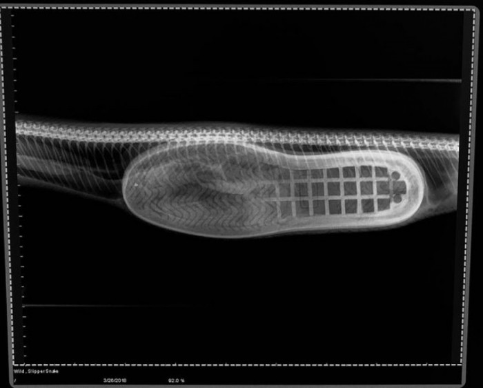 Veterinarian taking an X-ray of a carpet python’s stomach at Greencross Vets