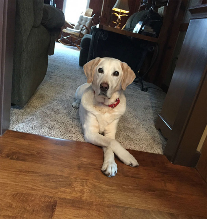 24. "This is how my dog lays when we eat since he's not allowed in the kitchen. So polite!"
