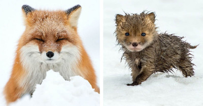 Russian Miner Working In The Arctic Circle Spends His Work Breaks Capturing Rare Photos of Foxes Enjoying The Snow