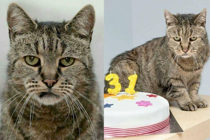 5. Nutmeg, the world’s oldest cat, celebrating his 31st birthday.