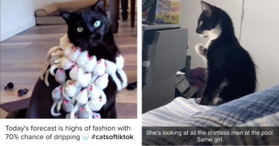 Crazy Cat People on TikTok Are Making the Most Hysterical Videos You Need to See