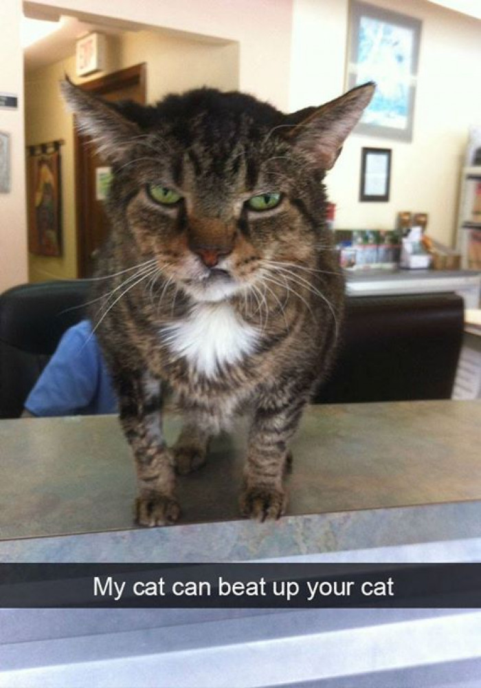 Don't even try to mess with this cat