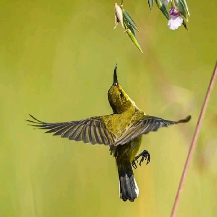 Female Oliver Backed Sunbird